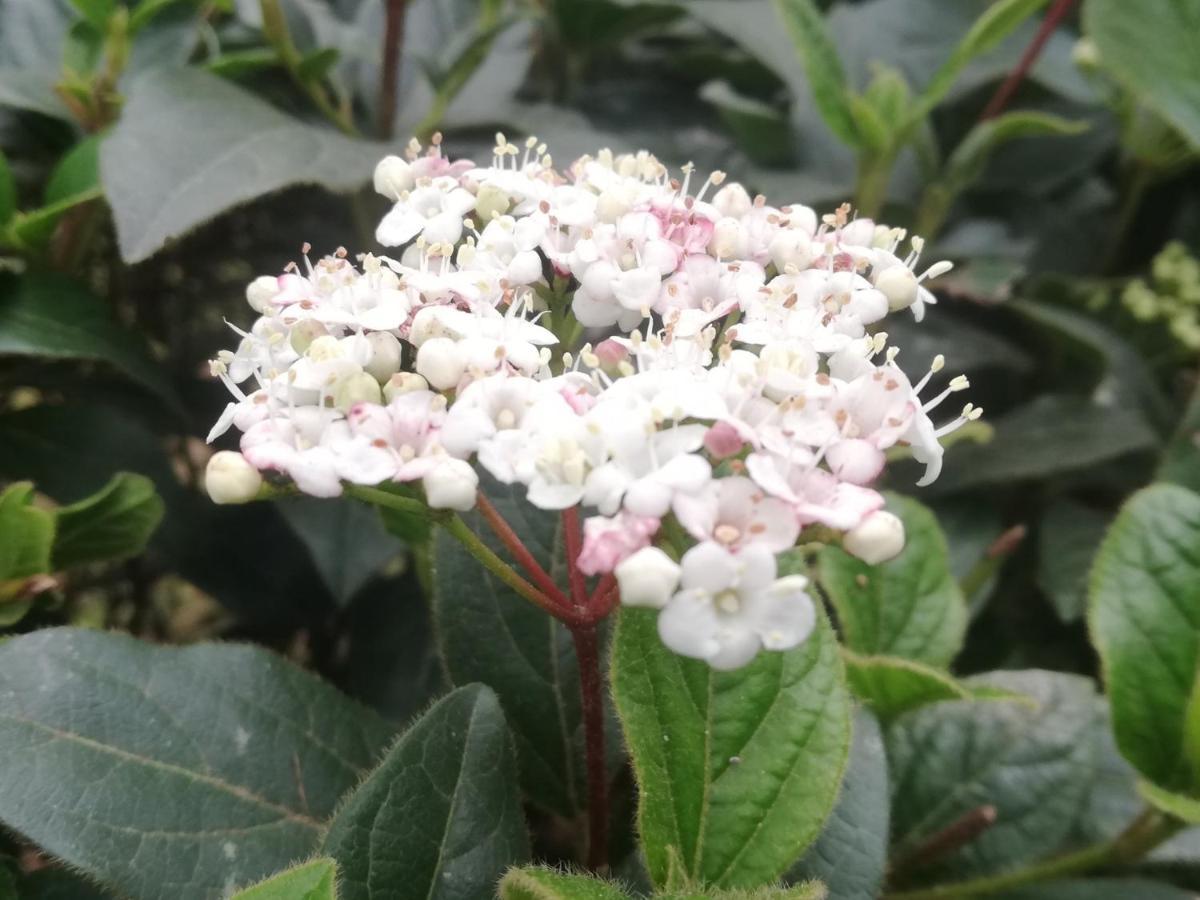Vila Flori 코페르 외부 사진